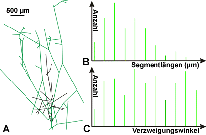 vektorisierung